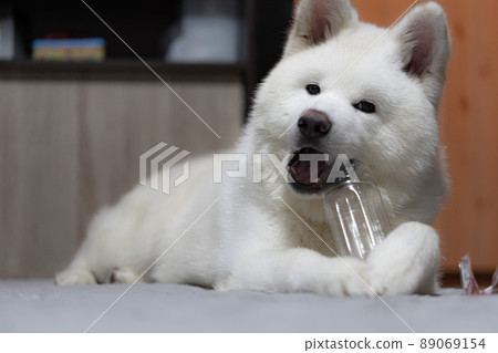 Indoor white Akita dog Indoor white Akita dog 89069154