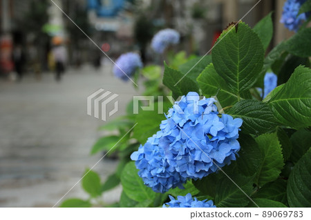 城中盛開的繡球花，雨滴在被雨擊中後照在花葉上 89069783