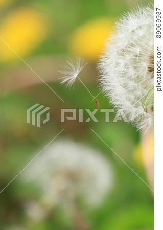 The dandelion fluff is completed, and the seeds are blown by the wind and fly away. The dandelion fluff is completed, and the seeds are blown by the wind and fly away. 89069987