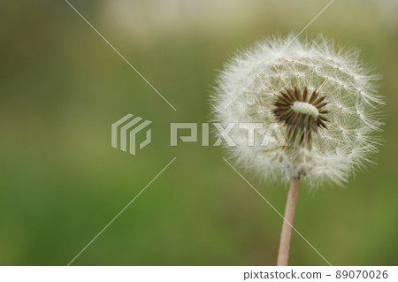蒲公英絨毛完成,種子被風吹走,飛走了。 蒲公英絨毛完成,種子被風吹走,飛走了。 89070026