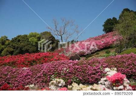 Nagushiyama Park Azalea 89070209