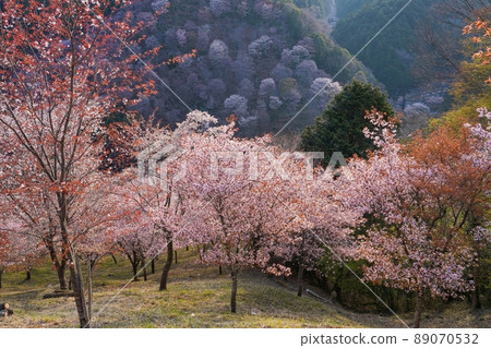Scenery of wild cherry blossoms in full bloom in the morning sun @ Mt. Yoshino, Nara Scenery of wild cherry blossoms in full bloom in the morning sun @ Mt. Yoshino, Nara 89070532