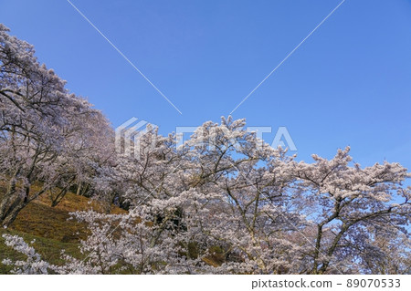 Sakura in full bloom looking up at the blue sky background @ Mt. Yoshino, Nara Sakura in full bloom looking up at the blue sky background @ Mt. Yoshino, Nara 89070533