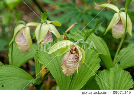 Pinus thunbergii的花瓣 Pinus thunbergii的花瓣 89071349
