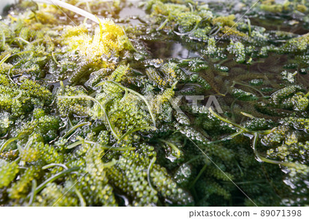 Bryopsida green algae or Caulerpa lentillifera. (sea grapes or green caviar) 89071398