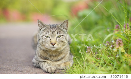 春天了……一隻在戶外用鮮花放鬆的貓 89071446