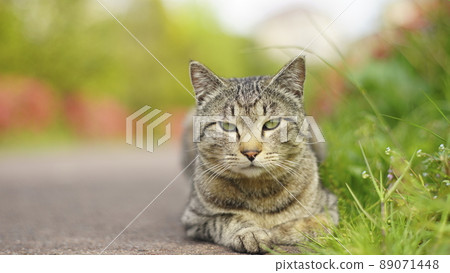 春天了……一隻在戶外用鮮花放鬆的貓 89071448