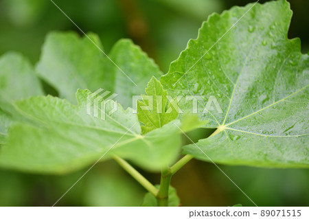 Young leaves of figs 89071515