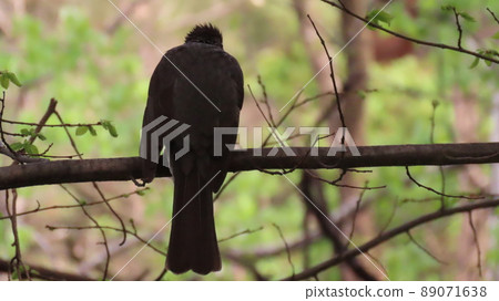 夜鶯 夜鶯 89071638