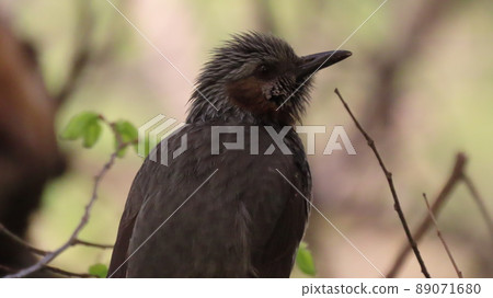 夜鶯 夜鶯 89071680