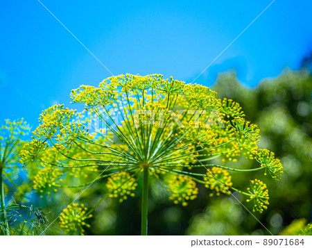 Dill Flower Dill Flower 89071684