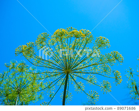 蒔蘿花 89071686