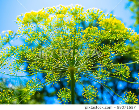 Dill Flower 89071687