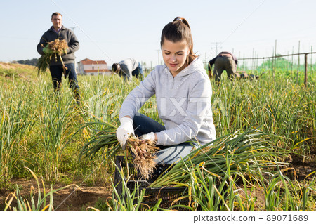 Positive woman harvests garlic on the field 89071689