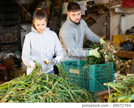 Man and woman checking and clean green onions in vegetable store Man and woman checking and clean green onions in vegetable store 89071764
