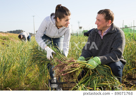 Man and woman harvest crop of garlic on the field Man and woman harvest crop of garlic on the field 89071768