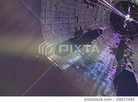 Light hits the torn spider web and shines in rainbow colors Light hits the torn spider web and shines in rainbow colors 89072085