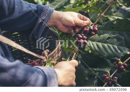 Man Hands harvest coffee bean ripe Red berries plant fresh seed coffee tree growth in green eco organic farm. Close up hands harvest red ripe coffee seed robusta arabica berry harvesting coffee farm 89072096