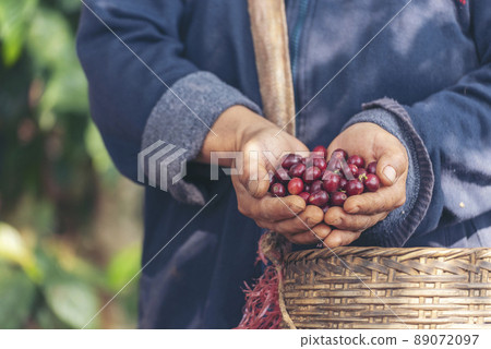 Man Hands harvest coffee bean ripe Red berries plant fresh seed coffee tree growth in green eco organic farm. Close up hands harvest red ripe coffee seed robusta arabica berry harvesting coffee farm 89072097