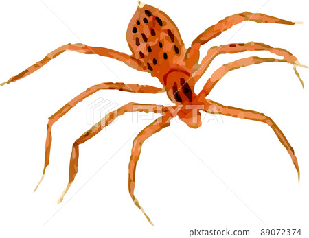 Spider 12 89072374