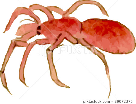 Spider 13 Spider 13 89072375