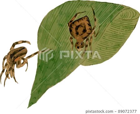 Spider 10 89072377