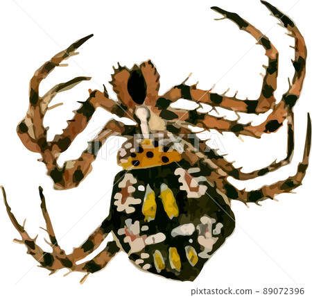 Spider_Joro Spider 3 - Stock Illustration [89072396] - PIXTA