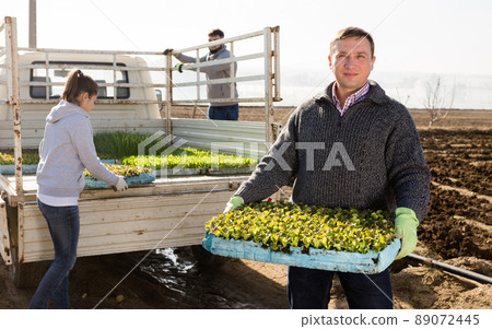Farmer unloading lettuces seedlings Farmer unloading lettuces seedlings 89072445