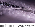 Water droplets are attached to the spider web and the light hits it, shining in a ball bokeh. 89072626