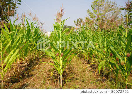 Corn field close up. Selective focus. Green Maize Corn Field Plantation in Summer Agricultural Season. Close up of corn on the cob in a field. 89072761