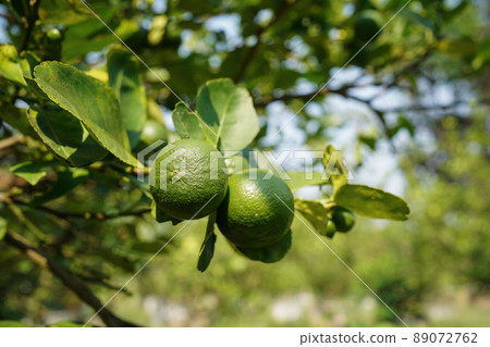Close up detail lime green, lime green in the garden. Fresh green lemon limes on tree in organic garden. Close up detail lime green, lime green in the garden. Fresh green lemon limes on tree in organic garden. 89072762