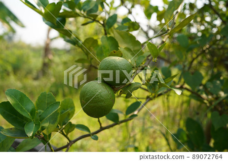 Fresh green lemon limes on tree in organic garden Fresh green lemon limes on tree in organic garden 89072764