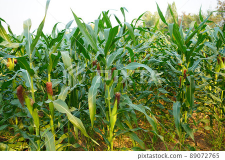 Corn field close up. Selective focus. Green Maize Corn Field Plantation in Summer Agricultural Season. Close up of corn on the cob in a field. Corn field close up. Selective focus. Green Maize Corn Field Plantation in Summer Agricultural Season. Close up of corn on the cob in a field. 89072765