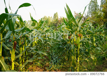 Corn field close up. Selective focus. Green Maize Corn Field Plantation in Summer Agricultural Season. Close up of corn on the cob in a field. Corn field close up. Selective focus. Green Maize Corn Field Plantation in Summer Agricultural Season. Close up of corn on the cob in a field. 89072766