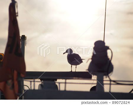 海鷗在船上休息,背景是夕陽 海鷗在船上休息,背景是夕陽 89072824