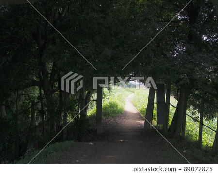 一條穿過黑暗森林的小路 一條穿過黑暗森林的小路 89072825
