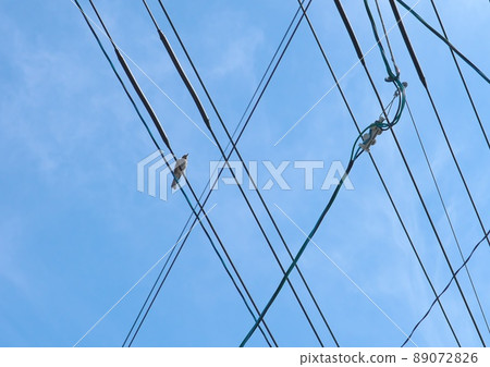 鳥和電線 89072826