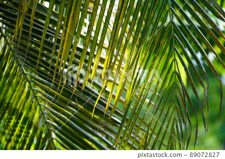 close up view of coconut leaves texture background close up view of coconut leaves texture background 89072827