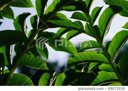 Green leaves of konjac. Leaf leaves of amorphophallus konjac also known as devil's tongue from japan. Green leaves of konjac. Leaf leaves of amorphophallus konjac also known as devil's tongue from japan. 89072830