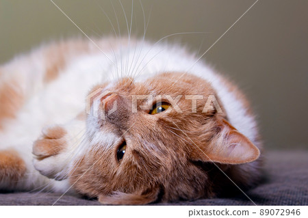 Ginger cat portrait. Lying on sofa. Close-up. Ginger cat portrait. Lying on sofa. Close-up. 89072946