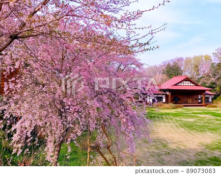這是栃木縣大田原市黑羽城跡公園的櫻花♪ 這是栃木縣大田原市黑羽城跡公園的櫻花♪ 89073083