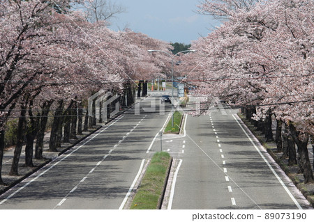 櫻桃樹 櫻桃樹 89073190