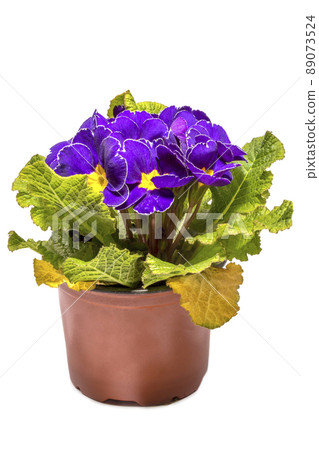 Violet room in a pot on a white background Violet room in a pot on a white background 89073524