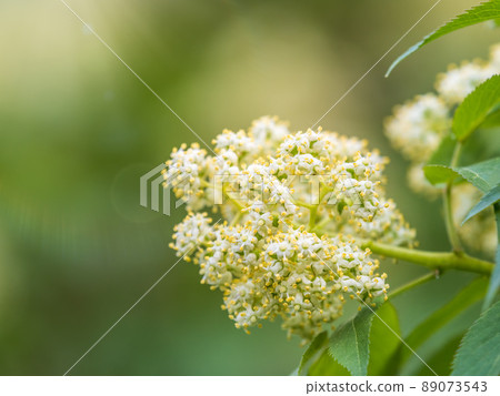 White Blooming Lilac Flowers in spring with blured background 89073543