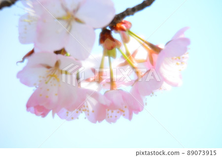 櫻花 89073915