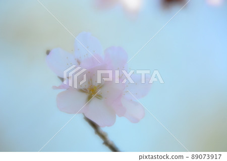 櫻花 89073917
