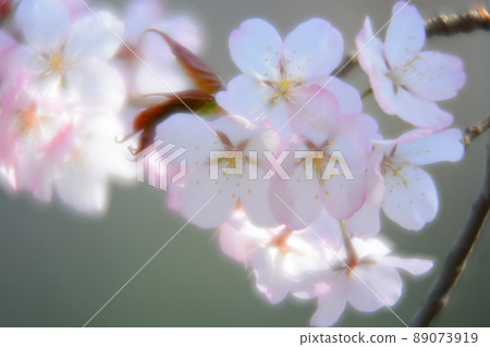 櫻花 89073919