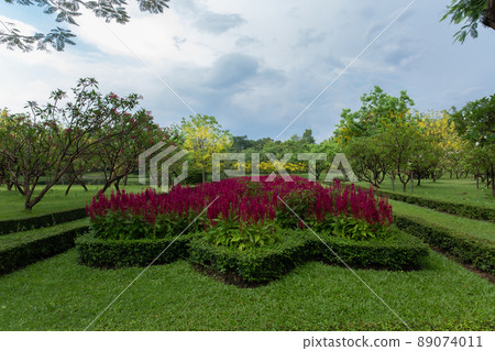 Asia, Thailand, Blossom, Bright, Color Image Asia, Thailand, Blossom, Bright, Color Image 89074011