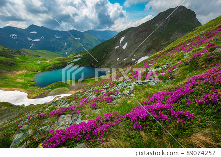 Lake and rhododendron flowers on the mountain slopes, Carpathians, Romania Lake and rhododendron flowers on the mountain slopes, Carpathians, Romania 89074252