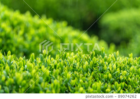 多雨的茶園 89074262